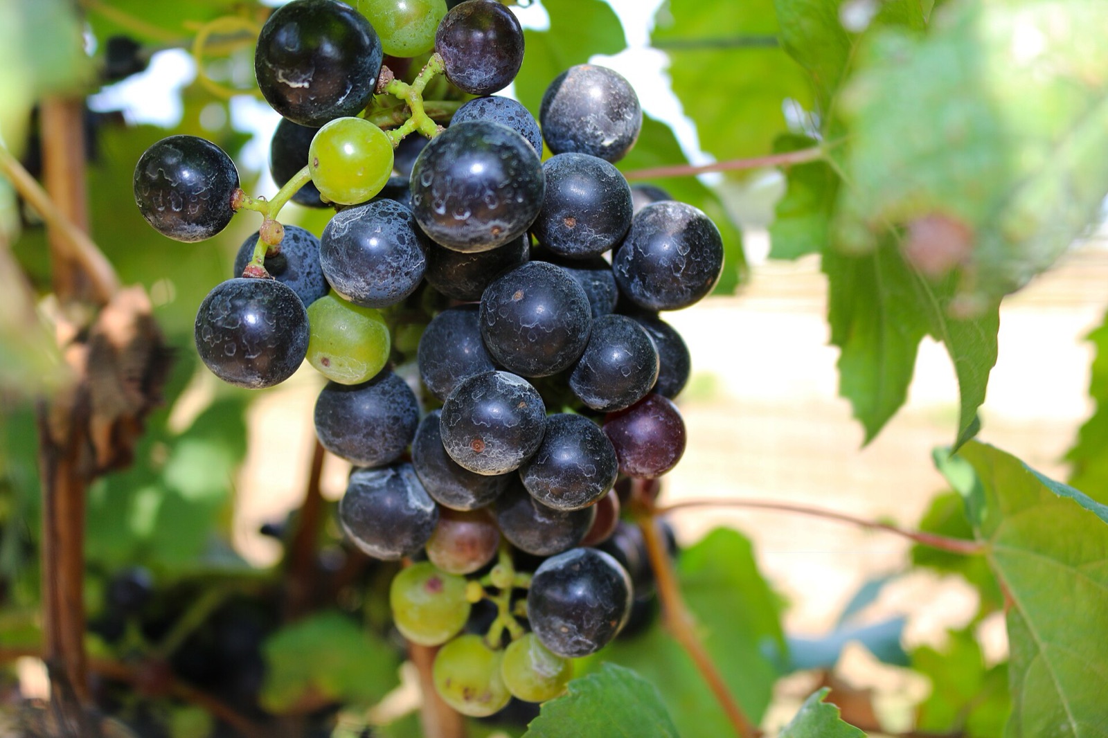 Grappe de raisin — la vendange rythme l'activité du domaine